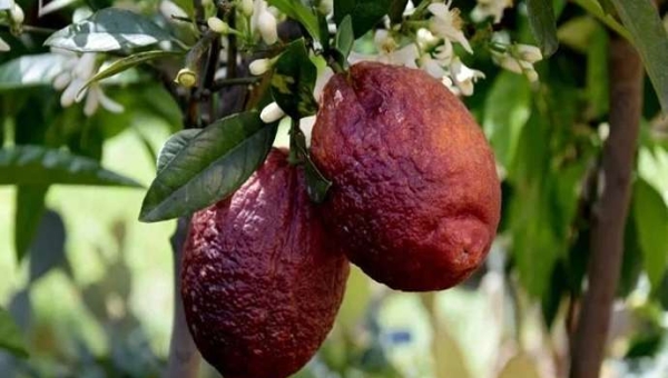 Κόκκινο λεμόνι, ένα υβρίδιο που αξίζει να ανακαλύψετε
